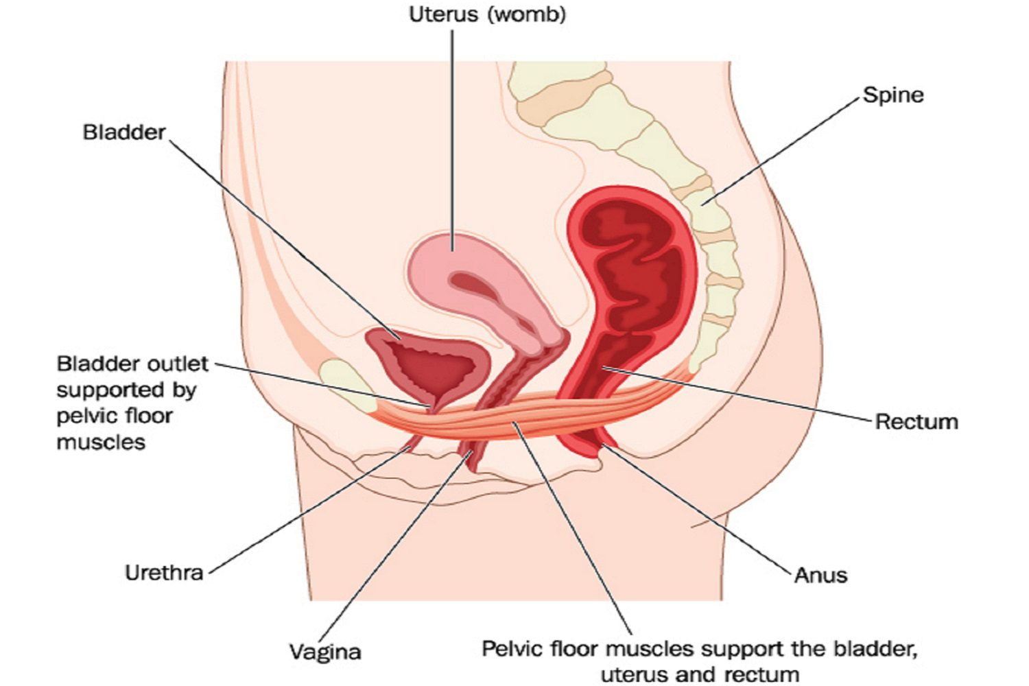 Pelvic Floor Exercises How Do I Do Them Sports Focus Physio